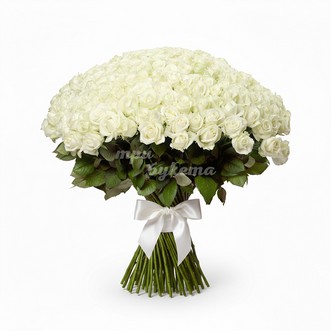 Букет из 301 белой розы Букет из 301 белой розы