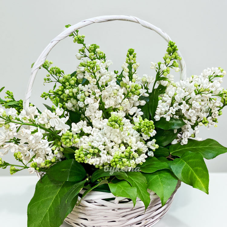 Корзина с белой сиренью и зеленью (крупный план)
